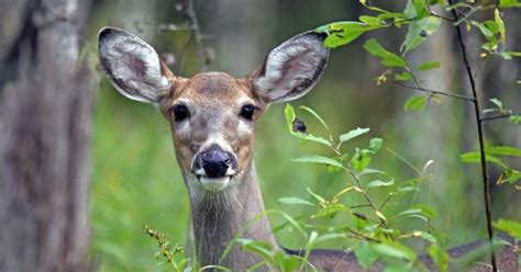 Archery And Crossbow Deer Hunting Seasons Open Sept Recent News