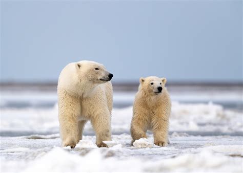 Descubren Una Poblaci N De Osos Polares Viviendo En Lugar Sorprendente