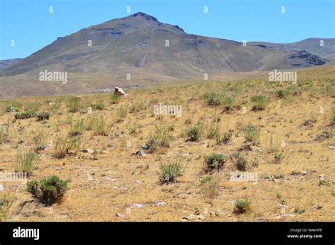 Mountain Steppe Nuratau Kyzylkum Biosphere Reserve Central Uzbekistan