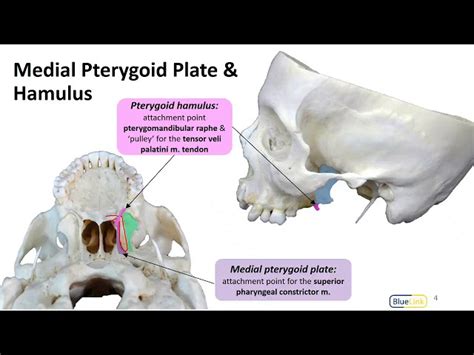 Medial And Lateral Pterygoid Plates