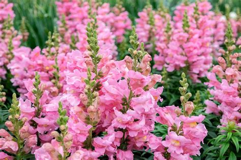 Pink Snap Dragons Discover The Beauty Of These Delicate Flowers