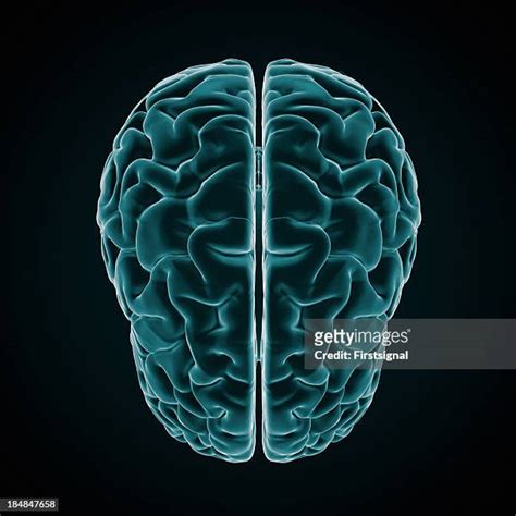 12 Human Brain X Ray Style Stock Photos High Res Pictures And Images