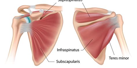 Shoulder Biomechanics Part 6 – The Muscles of the Shoulder – Biomechanics Education