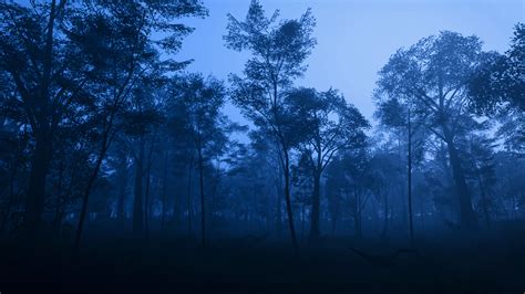 Wallpaper Video Games Forza Horizon 5 Trees Forest Dark Blue