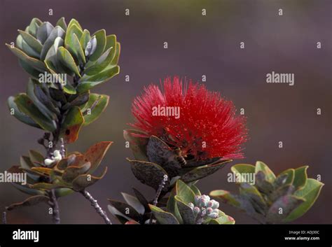 Ohia Lehua Blossom Hi Res Stock Photography And Images Alamy