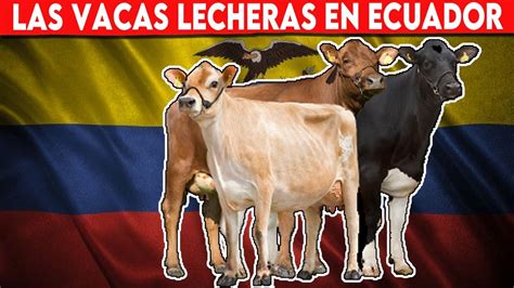 La Importancia De Las Vacas Lecheras En Ecuador Una Visi N General