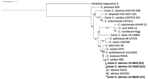 Pathogens Free Full Text Whole Genome Sequencing And Comparative