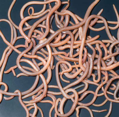 Understanding Roundworms In Dogs Causes Symptoms Treatment And