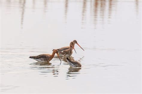 Premium Photo Black Tailed Godwit Limosa Limosa Wader Birds Foraging