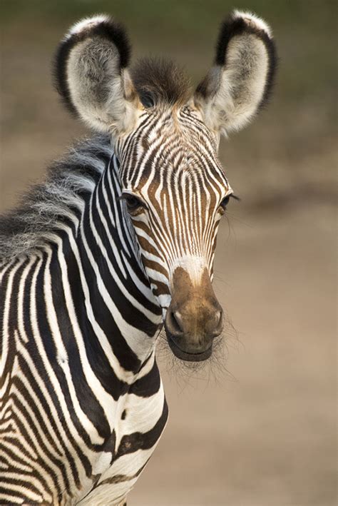 Endangered Zebra Foals Frolic at Zoo Miami - ZooBorns