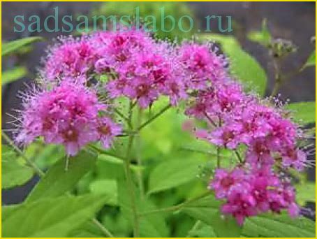 Spirea bumalda снимки описание засаждане отглеждане грижа