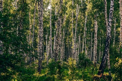 Premium Photo Lush Birch Grove In Summer Sunny Day