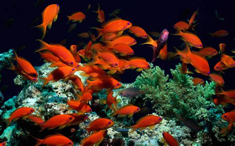 Fond Décran Animaux Sous Marin Récif De Corail Aquarium Poisson