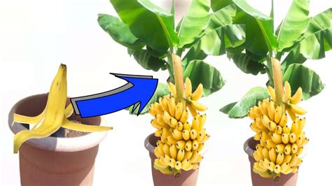 New Technology For Growing Banana At Home Propagating Banana Peel