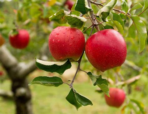 How To Trim An Apple Tree A Step By Step Care Guide Backyard Virtuoso