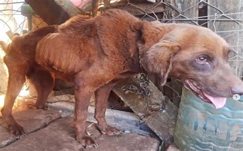 Batalhão Ambiental prende uma mulher em flagrante por maus tratos a