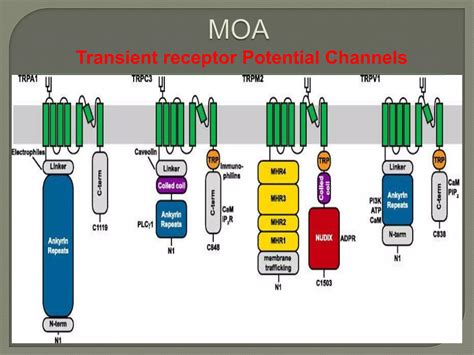 Ion channel RECEPTOR | PPTX