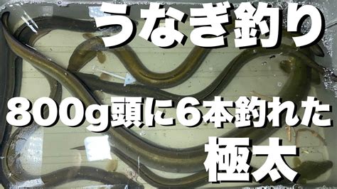 極太うなぎ800g頭に6本釣れたうなぎ釣り天然うなぎドバミミズ Youtube