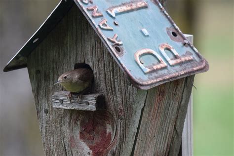 Best Colors For Bird Houses