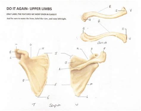 Scapula and Clavicle Defining Flashcards | Quizlet