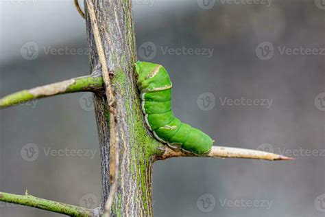 Close up green caterpillar butterfly with on blur background . 32307606 ...