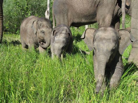 Asian Elephant Fetal Development - African Lion Safari