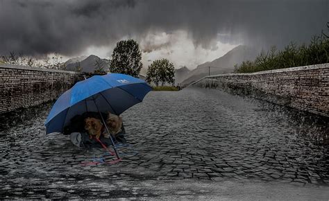 HD Wallpaper Two Brown Puppies Under Blue Umbrella On Bricks Pathway