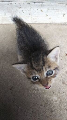 育児放棄された子猫たち こまめ 佐原の猫の里親募集｜ジモティー