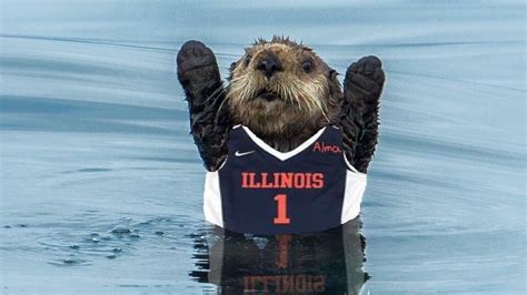 Petition · Make the new UIUC Mascot the Alma-Otter · Change.org