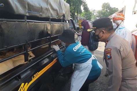 Pasar Hewan PD Joyoboyo Kota Kediri Sudah Dibuka Peternak Perhatikan