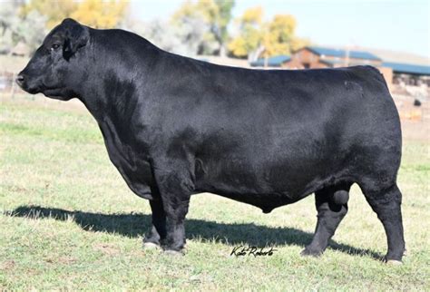 Angus Semen For Sale Sb10 3289 Sire Buyer