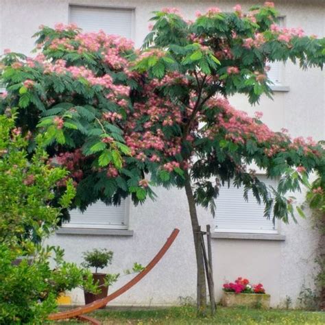 Graines d Albizia julibrissin Arbre à soie Boutique Végétale