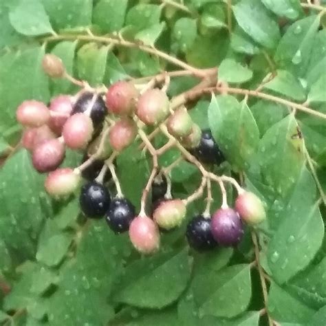 Murraya koenigii syn. Bergera koenigii, Curry Tree in GardenTags plant ...