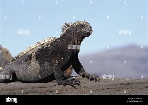 IGUANA Marina De Galapagos Amblyrhynchus Cristatus Adulto Del Rock