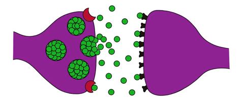 Synaptic cleft - definition