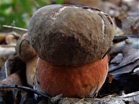 Scarletina Bolete