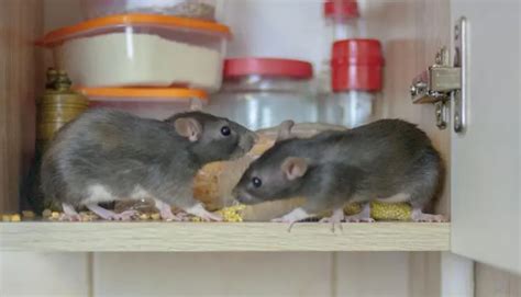 Jarang Disadari Ini 5 Hal Yang Jadi Pemicu Tikus Masuk Ke Rumah Dan