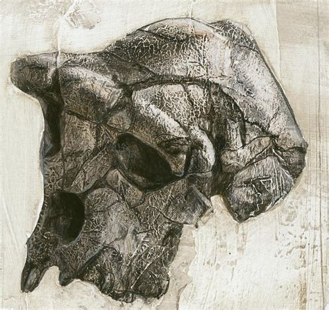 Sahelanthropus Tchadensis Skull Photograph By Kennis And Kennismsf Pixels