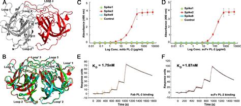 Structure Of A Human Astrovirus Capsid Antibody Complex And Mechanistic