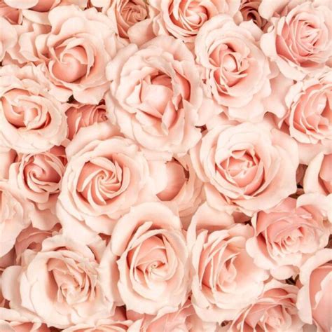 Pink Majolika Spray Roses Florabundance Wholesale Flowers