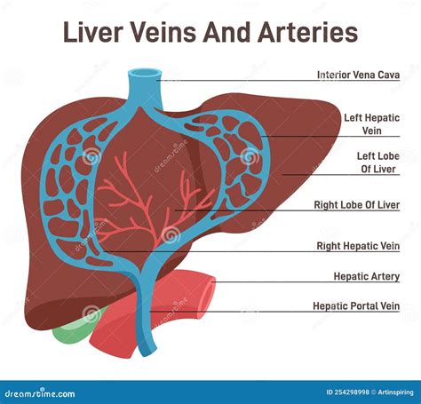 Liver Veins And Arteries Human Internal Organ Anatomy With Arterial