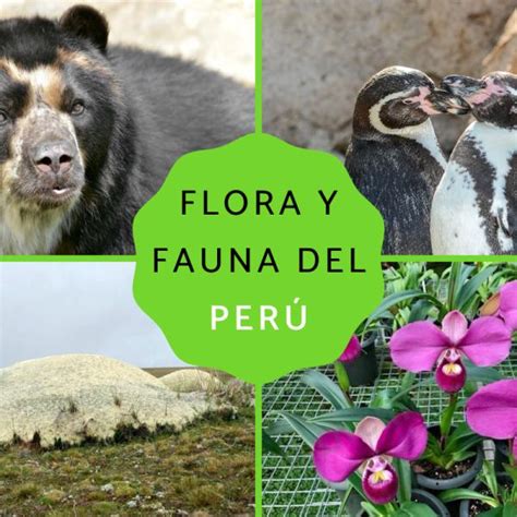 Top Flora Y Fauna De Todas Las Regiones Anmb Mx The Best Porn