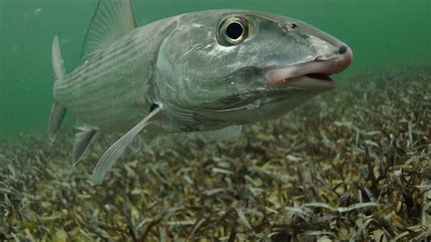 Bonefish Fish Facts - Albula vulpes - A-Z Animals