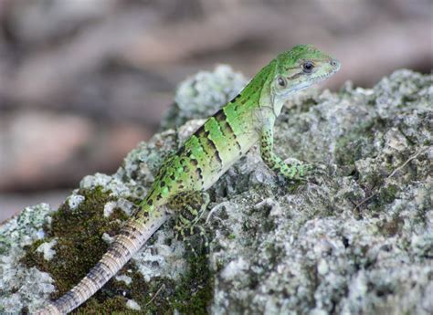 Con la nueva Área de Protección de Flora y Fauna Felipe Carrillo Puerto