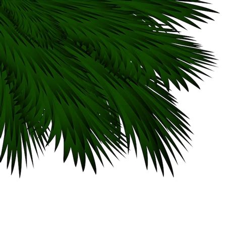 Premium Vector Spruce Branches On A White Background