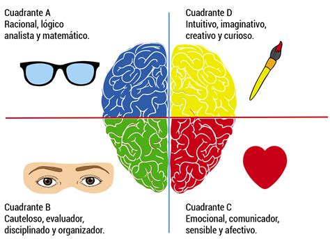 Modelo De Los Cuadrantes Cerebrales De Herrmann The Best Porn Website