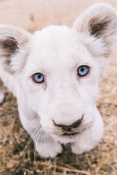 White Lion Cubs With Blue Eyes