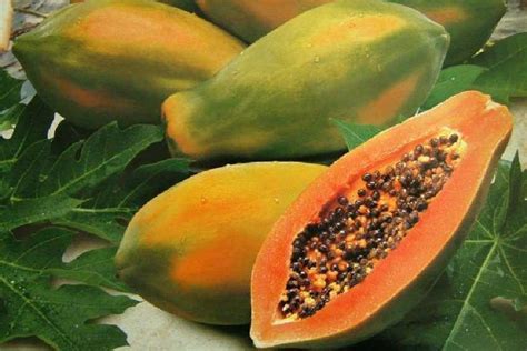 Papaya Leaf Benefits Surprising Health Benefits Of Papaya Leaves Dgtl