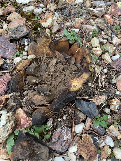 Found on the front lawn in NY. Perimeter is dense like a pumpkin with a