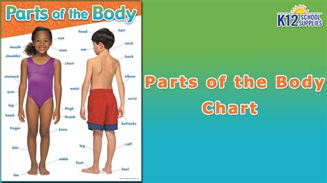 Human Body Parts Poster For Kids